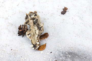 Dog skull on the snow