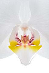White orchid flower closeup