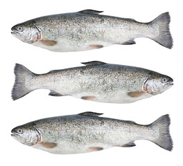 Three fresh trout fish isolated