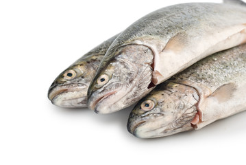 Three fresh trout fish isolated