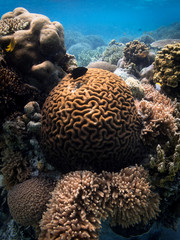Naklejka na ściany i meble Brain Coral and Black Tropical Fish in a Philippine Reef System