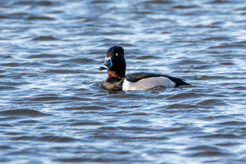ring-billed duck