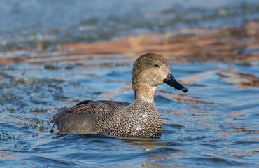 gadwall