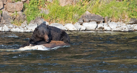Grizzly Bear Boar feeding on a dead Buffalo carcass in the Lehardy Rapids of the Yellowstone River in the Hayden Valley of Yellowstone National Park in Wyoming USA