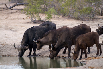 Fototapeta na wymiar buffalos in the kruger national park