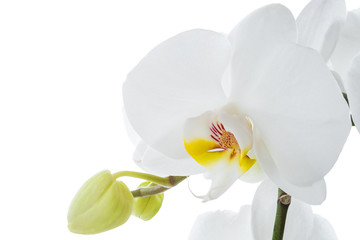 Single white orchid flower with buds