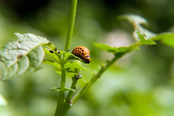 The colorado beetle's larva feeding on the potato leaf.