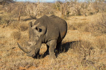 Rhinoceros 