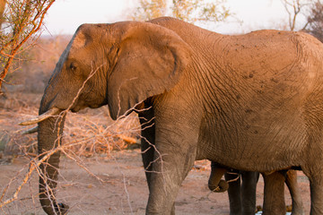Naklejka na ściany i meble elephants eating grass in the kruger national park