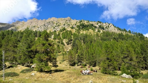 cows in the mountains fotolia com の ストック写真とロイヤリティ
