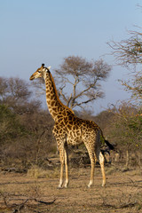 giraffes in the kruger national park