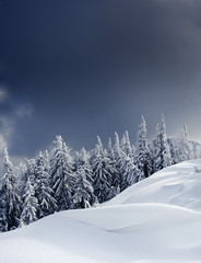 Fototapeta premium winter trees