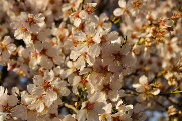 Almendro florido