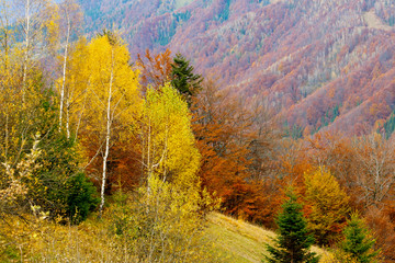 Fototapeta premium autumn