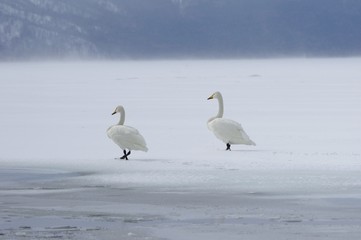 two swans on frozen lake, Lake Kussharo　オオハクチョウと凍りつく屈斜路湖