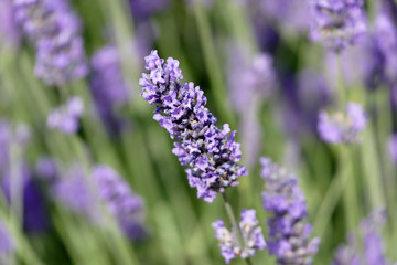 Obraz premium Lavendel ganz nah