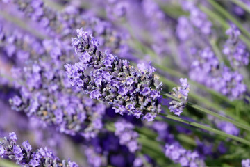 Lavendelstrauch