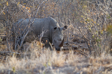 rhino walking alone in the bush of kruger national park