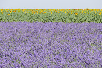 Sonnenblumen- und Lavendelfeld