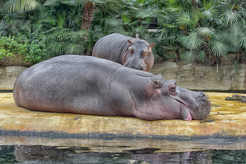 Hippo calf with mum