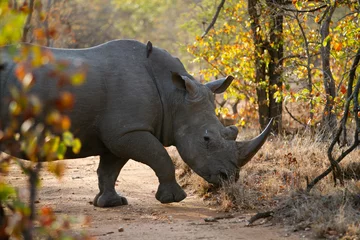 Garden poster Rhino rhino walking alone in the bush of kruger national park