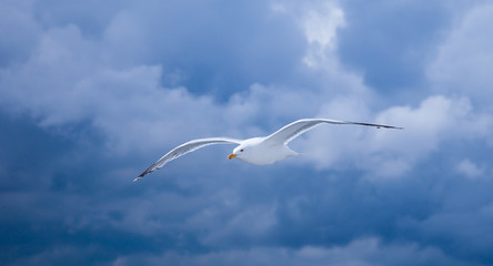 Bird of the seagull in flight.