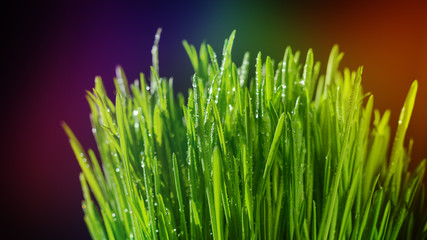 Large drops of dew on green grass. Colorful background. Macro view