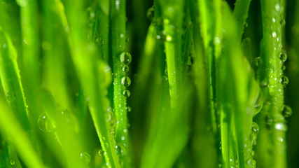 Naklejka premium Grass Pattern Macro View