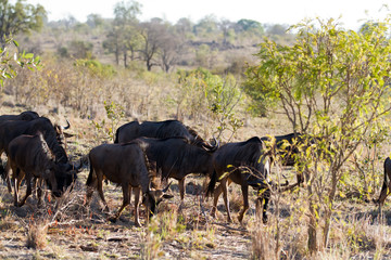 herbivors in the savannah of kruger national park