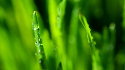 Grass Pattern Macro View