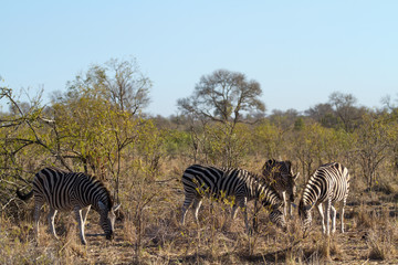 Fototapeta premium herbivors in the savannah of kruger national park