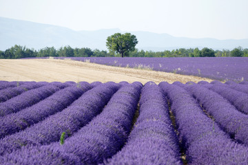 Fototapeta na wymiar Lavendelfeld in Frankreich