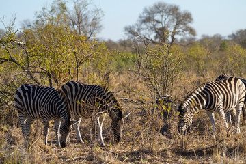 Fototapeta na wymiar herbivors in the savannah of kruger national park