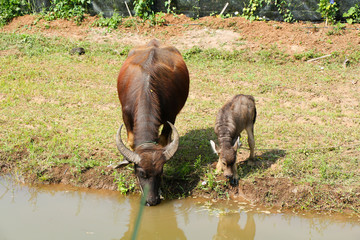 Buffalo and child