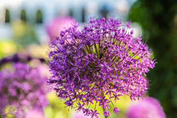Honey Bee Pollinates Purple Allium flower