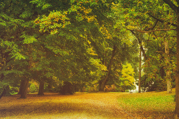Autumn park with orange trees and meadow , natural seasonal hipster background
