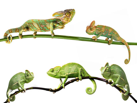 chameleon - Chamaeleo calyptratus on a branch, females and males