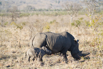 Fototapeta premium white rhino and her cub walking in the plains of the kruger national park
