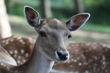 Beautiful Deer Head