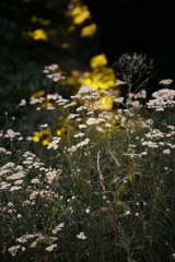 achillea millefoliumin the meadow