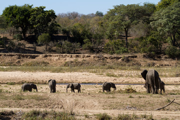 elephant drinking and eating in the kruger national park