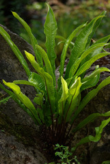 Obraz premium Fougère en sous-bois en été