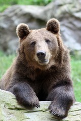 Fototapeta na wymiar Beautiful nice friendly brown Bear 