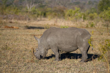 Obraz premium rhinos walking in the plains of the kruger national park