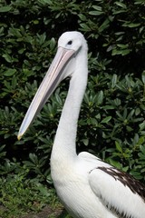Beautiful Pelican