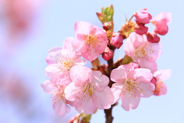 桜