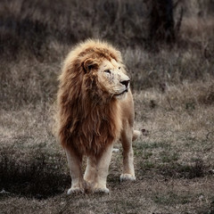 Beautiful White Lion. Caesar in the savanna. scorched grass