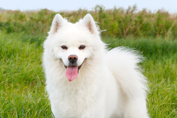 White dog Samoyed on a background of green grass in the summer. Closeup portrait