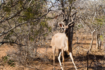 kudu in the bush of kruger national park