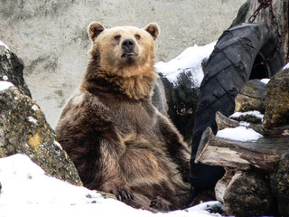 Fototapeta premium Big brown lazy grizzly bear sitting on icy ground in zoo